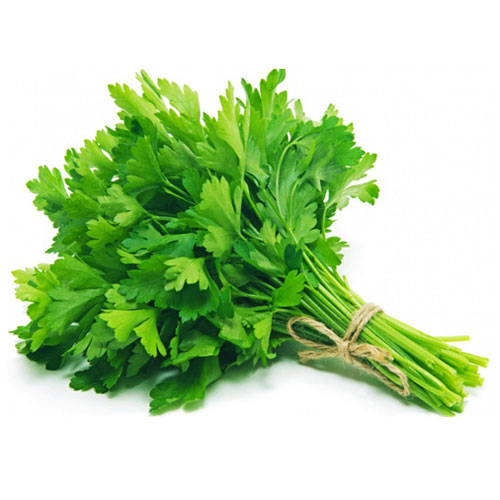 CORIANDER BUNCH
