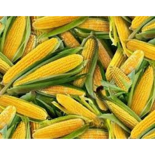 CORN HUSK ON 30/BOX Seasonal